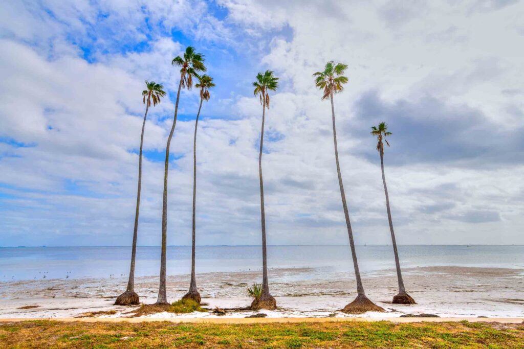 Palm trees on the Tampa Bay waterfront, photographed by Andre R. Aragon
